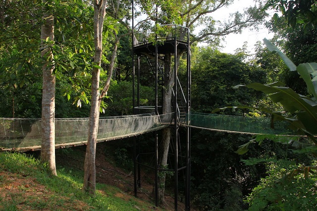 Borneo Ant House Be one with nature.